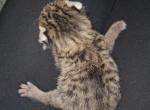 Curled Ear Kittens - American Curl Kitten For Sale - Cedar Springs&comma; MI&comma; US