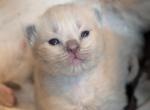 Blue male - Ragdoll Kitten For Sale - Fountain&comma; CO&comma; US