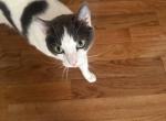 Oreo - Domestic Cat For Adoption - Clifton&comma; NJ&comma; US