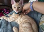 HoRang - Bengal Kitten For Sale - McDonough&comma; GA&comma; US