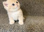 Lily - British Shorthair Kitten For Sale - Bellevue&comma; WA&comma; US