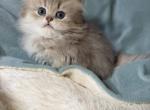 Princess - British Shorthair Kitten For Sale - Bellevue&comma; WA&comma; US
