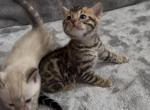 Lumi kittens - Bengal Kitten For Sale - Mills River&comma; NC&comma; US