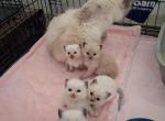 Ragdoll Kittens - Ragdoll Kitten For Sale - Delano&comma; CA&comma; US