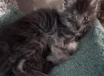 Samwell - Maine Coon Kitten For Sale - Bechtelsville&comma; PA&comma; US