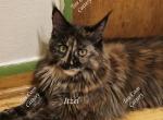 Itzel Black Tortie - Maine Coon Cat For Sale - 