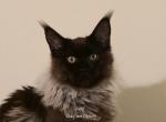 Latif Black Smoke - Maine Coon Kitten For Sale - Longmont&comma; CO&comma; US