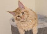 Lanh Red - Maine Coon Kitten For Sale - Longmont&comma; CO&comma; US