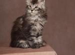 Striking Grey Tabby w White Accents  Maine Coon - Maine Coon Kitten For Sale - San Francisco&comma; CA&comma; US