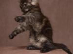 Gorgeous Classic Grey Tabby  Maine Coon Male - Maine Coon Kitten For Sale - San Francisco&comma; CA&comma; US
