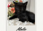 Domestic Shorthair Boy - Domestic Kitten For Sale - Hamtramck&comma; MI&comma; US