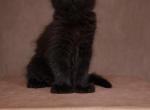 Giant Solid Black Panther Maine Coon Boy - Maine Coon Kitten For Sale - San Francisco&comma; CA&comma; US