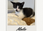 Domestic Shorthair Boy 2 - Domestic Kitten For Sale - Hamtramck&comma; MI&comma; US