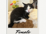 Domestic Shorthair Girl - Domestic Kitten For Sale - Hamtramck&comma; MI&comma; US