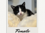 Domestic Shorthair Girl 2 - Domestic Kitten For Sale - Hamtramck&comma; MI&comma; US