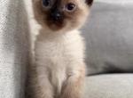 Phil - Siamese Kitten For Sale - Queens&comma; NY&comma; US
