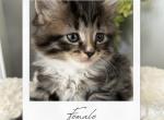 Ragdoll Mix Girl - Ragdoll Kitten For Sale - 