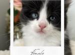 Ragdoll Mix Girl 2 - Ragdoll Kitten For Sale - Hamtramck&comma; MI&comma; US