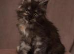 Rare Beauty Female Maine Coon with Unique White Ti - Maine Coon Kitten For Sale - San Francisco&comma; CA&comma; US