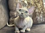 Devon Rex Lilac - Devon Rex Kitten For Sale - Hollywood&comma; FL&comma; US
