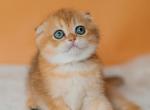 Dolly - Scottish Fold Kitten For Sale - Hollywood&comma; FL&comma; US