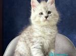 Pikont - Maine Coon Kitten For Sale - Hollywood&comma; FL&comma; US