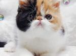 Margo - Exotic Kitten For Sale - Pembroke Pines&comma; FL&comma; US