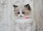 Latte - Ragdoll Kitten For Sale - Pembroke Pines&comma; FL&comma; US