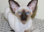 Fraid - Siamese Kitten For Sale - Hollywood&comma; FL&comma; US