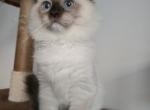 Marquis - Ragdoll Kitten For Sale - Brooklyn&comma; NY&comma; US