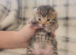 Highlandlynx kittens - Highlander Kitten For Sale - Kingman&comma; AZ&comma; US