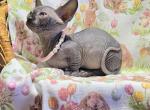 Onyx DWELF - Sphynx Kitten For Adoption - Shevlin&comma; MN&comma; US