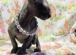 Midnight - Sphynx Kitten For Sale - Shevlin&comma; MN&comma; US