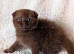 Yasmin rare chocolate solid scottish fold babygirl - Scottish Fold Kitten For Sale - Houston&comma; TX&comma; US