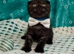 Sheldon black smoke scottish fold baby boy - Scottish Fold Kitten For Sale - Houston&comma; TX&comma; US