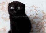 Yami whole black solid scottish fold baby girl - Scottish Fold Kitten For Sale - Houston&comma; TX&comma; US