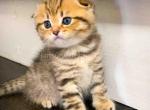 He looks like a cheetah Kelvin scottish fold tabby - Scottish Fold Kitten For Sale - Houston&comma; TX&comma; US