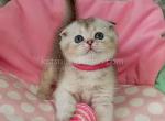 Beatrice scottish fold silver ticked chinchilla - Scottish Fold Kitten For Sale - Houston&comma; TX&comma; US