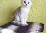 Lizzy scottish fold silver tabby chinchilla - Scottish Fold Kitten For Sale - Houston&comma; TX&comma; US