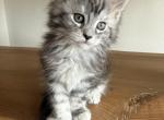 Emily - Maine Coon Kitten For Sale - Redding&comma; CA&comma; US