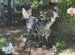 silver Male bengal cat - Bengal Cat For Sale - Allen&comma; MI&comma; US