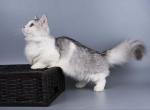 Valeris munchkin standard longhair silver bicolor - Munchkin Kitten For Sale - TX&comma; US