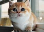 HTX Munchkin standard golden shaded short leg - Munchkin Kitten For Sale - TX&comma; US