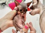 Red from Sparkles Sprinkles litter - Sphynx Kitten For Sale - Jacksonville&comma; FL&comma; US
