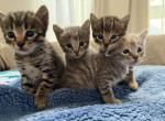 Jupiters Kitties - Bengal Kitten For Sale - San Jose&comma; CA&comma; US