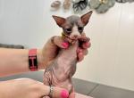 Yellow from Sparkles Sprinkles litter - Sphynx Kitten For Sale - Jacksonville&comma; FL&comma; US