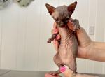 Orange from Sparkles Sprinkles litter - Sphynx Kitten For Sale - Jacksonville&comma; FL&comma; US