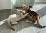 Gina and Rocky - Bengal Kitten For Adoption - Los Angeles&comma; CA&comma; US