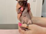 Purple from Sparkles Sprinkles litter - Sphynx Kitten For Sale - Jacksonville&comma; FL&comma; US