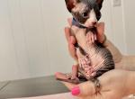 Blue from Sparkles Sprinkles litter - Sphynx Kitten For Sale - Jacksonville&comma; FL&comma; US
